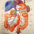 We are moving on to bowel habits.  Doctor Jan Gurley will give us an overview of the gastrointestinal tract, and […]
