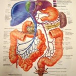 Moving On…To Bowel Habits