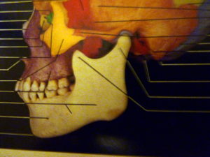from Rohen/Yokuchi Color  Atlas of Anatomy