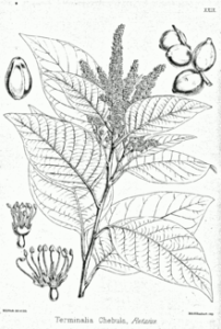 220px-Terminalia_chebola_Bra29