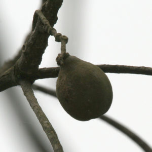 By J.M.Garg - Own work, CC BY-SA 3.0, https://commons.wikimedia.org/w/index.php?curid=3885168