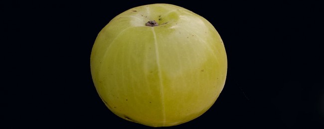 Phyllanthus_emblica_BNC